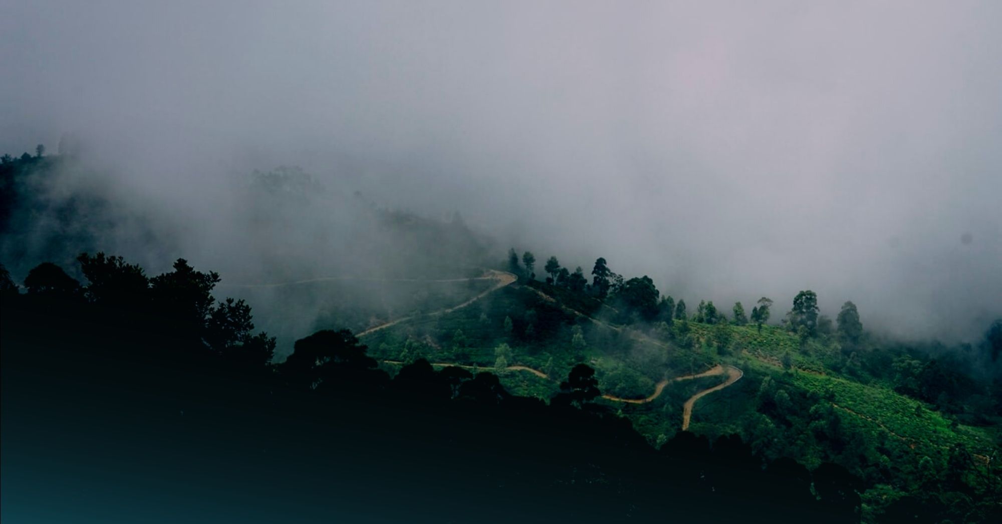 forest in sri lanka