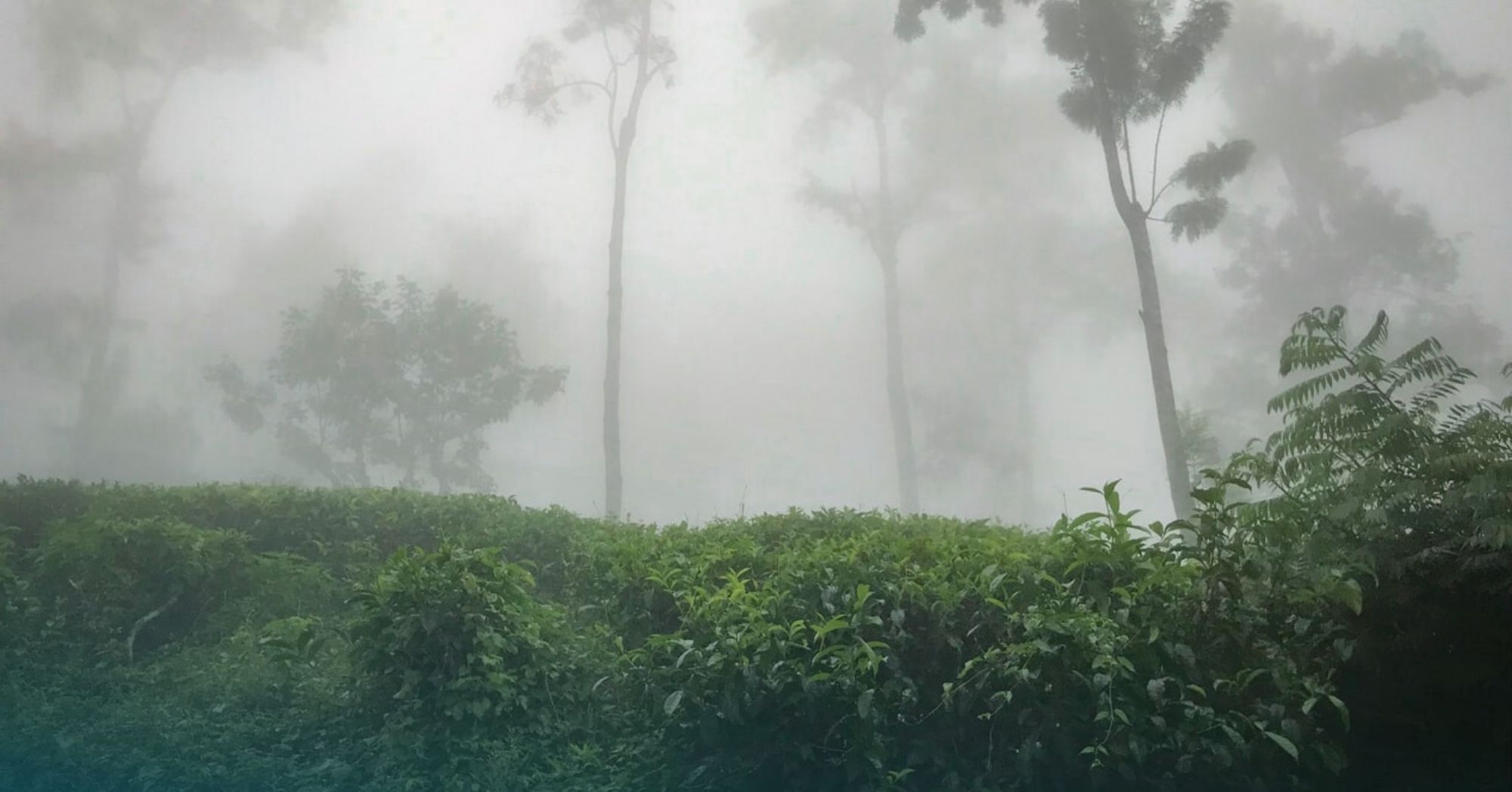 Forest in Sri Lanka